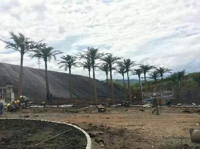 通讯基站仿真椰子树