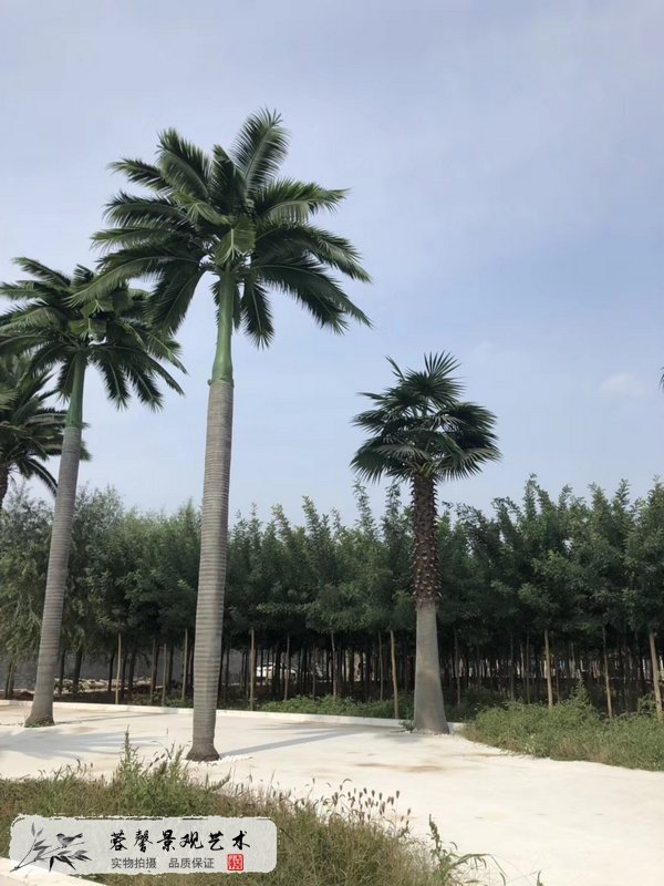 仿真树怕暴风雨吗