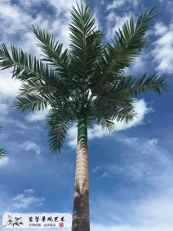 室外椰子树