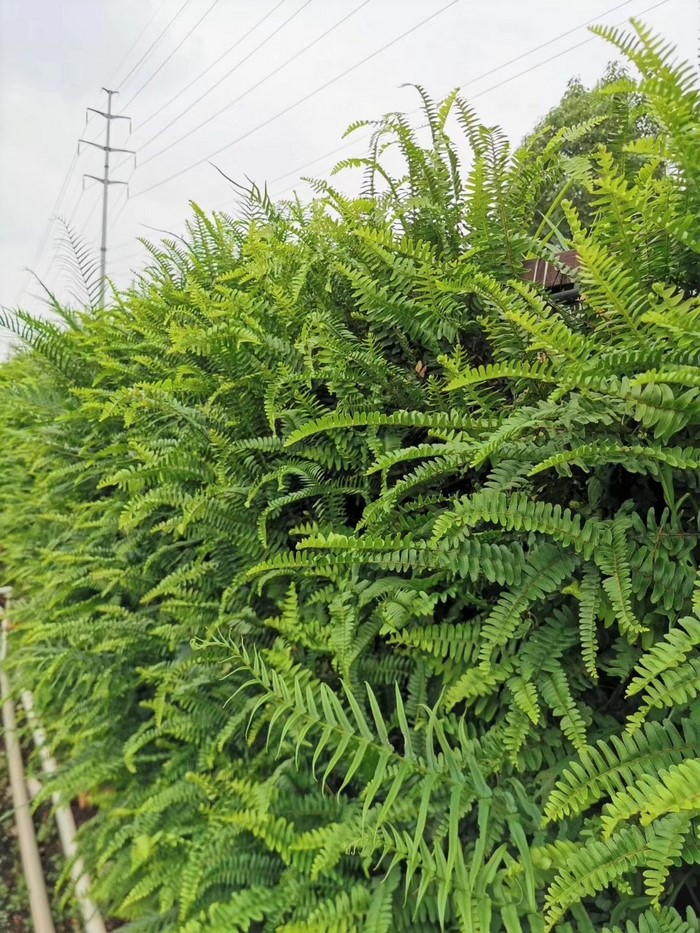工业园植物墙