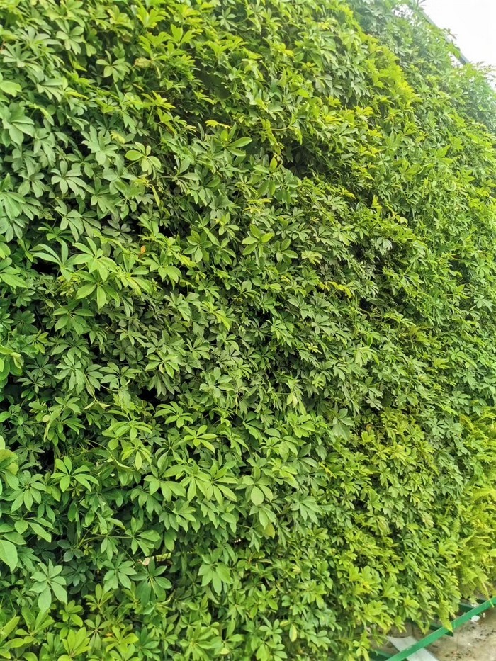 室外植物墙