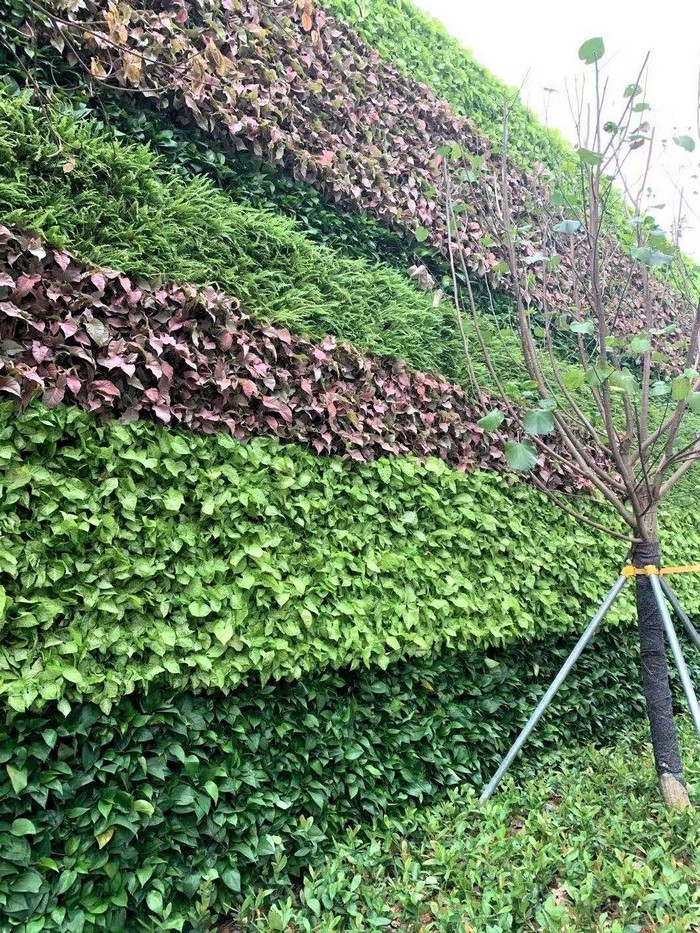 室外植物墙