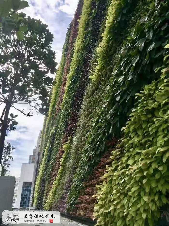 大型室外植物墙