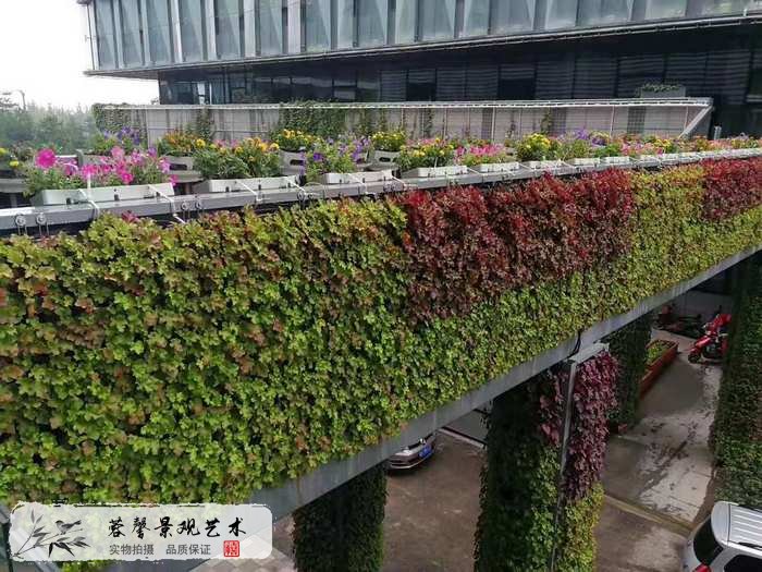 大型室外植物墙