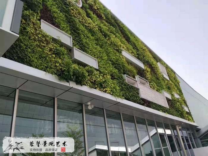 大型室外植物墙