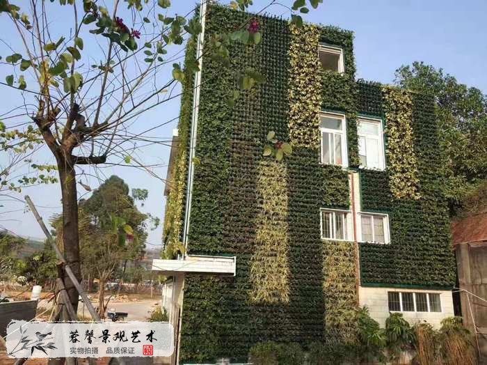 大型室外植物墙