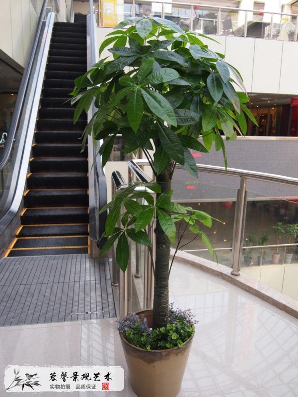 室内仿真植物种类