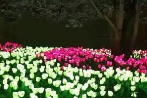 发光仿真花卉