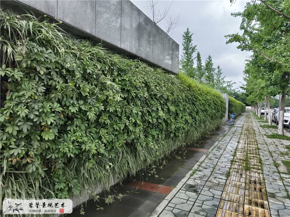成都双流区香港城市大学研究所立体植物墙制作 (2)