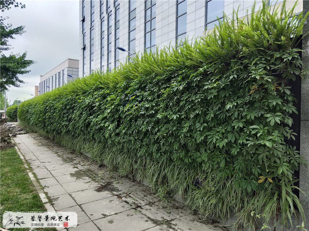 成都双流区香港城市大学研究所立体植物墙制作 (3)