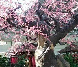 水泥仿真树制作方法