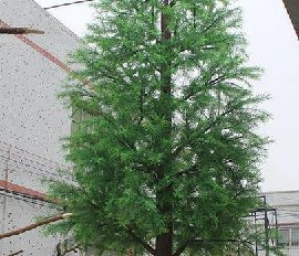 仿真落羽杉树