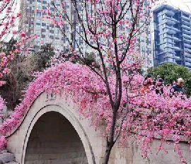 仿真桃花树造景