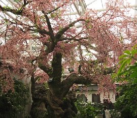 仿真梅花树