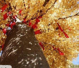 仿真许愿树的种类有哪些
