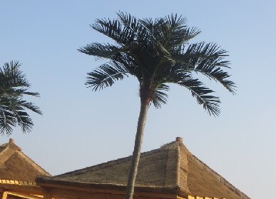 公园仿真椰子树