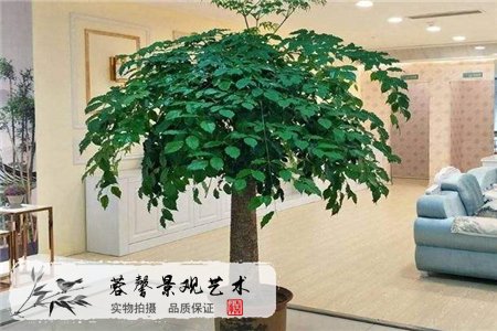 镇宅旺财树