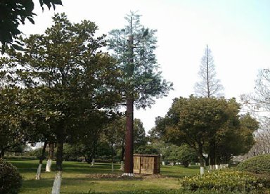 仿真基站树优点