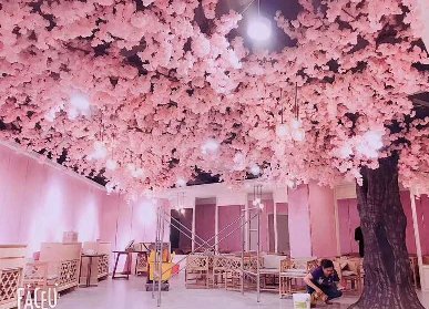 BOKH美容机构樱花树