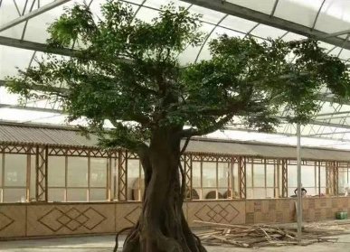 仿真榕树景观