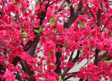 仿真桃花树造景
