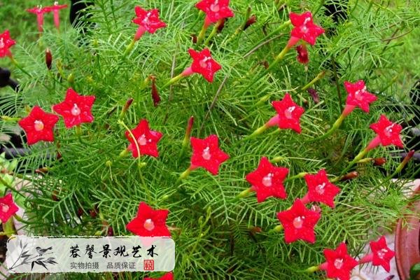 垂直绿化好植物