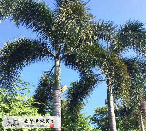 仿真狐尾椰子树
