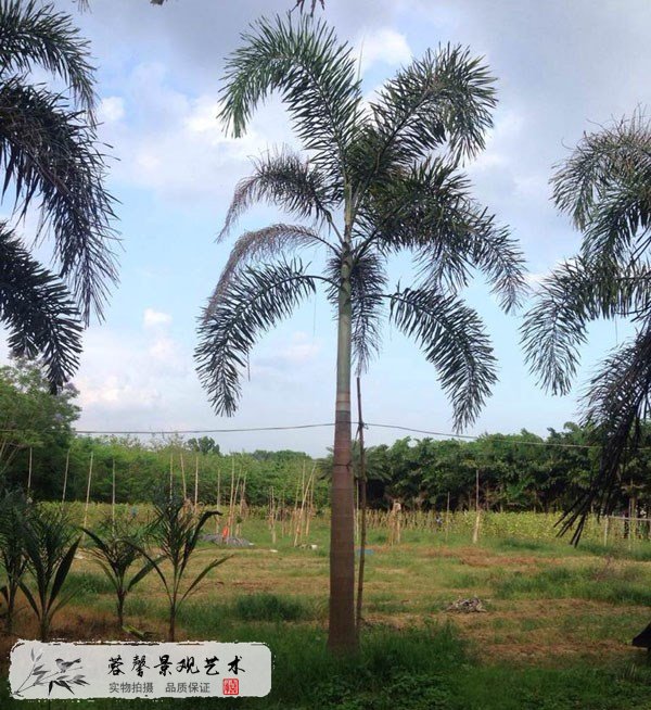 仿真狐尾椰子树