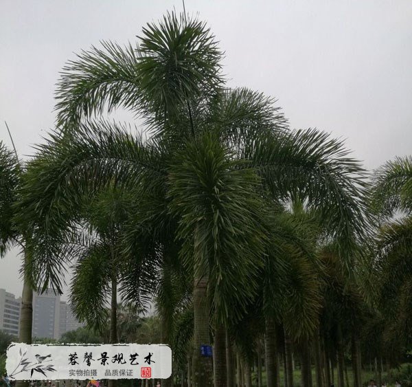仿真狐尾椰子树