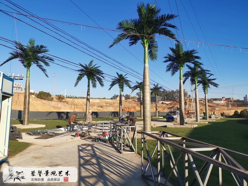 杭州有没有椰子树