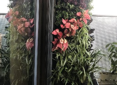 阳台植物墙
