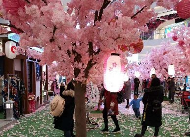 樱花美陈