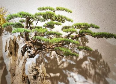 独立造景迎客松