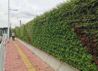 市政路绿化
