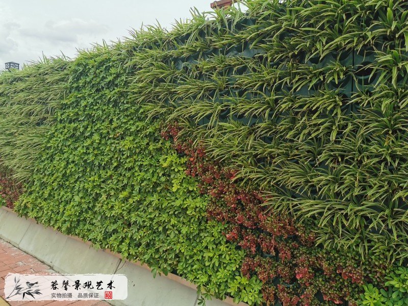 市政路绿化