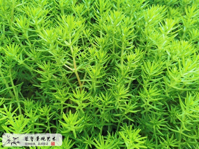 室外植物墙植物