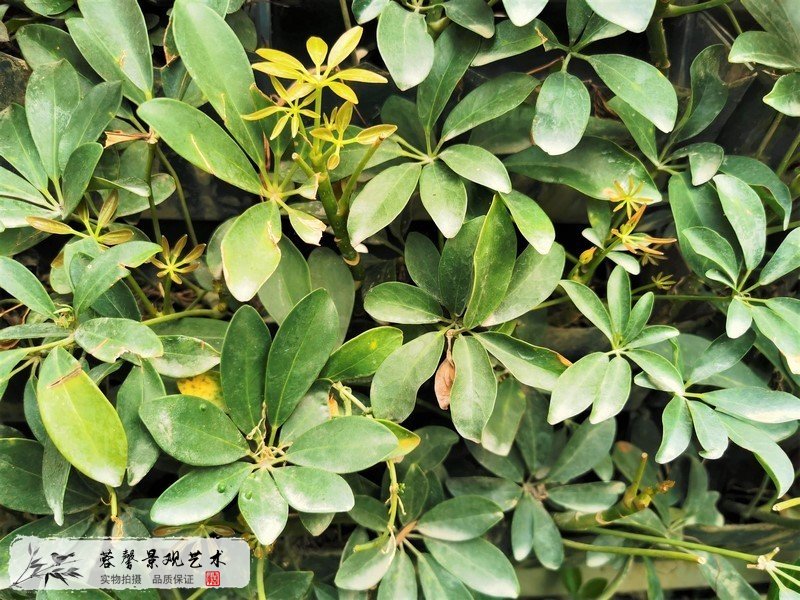 室外植物墙植物