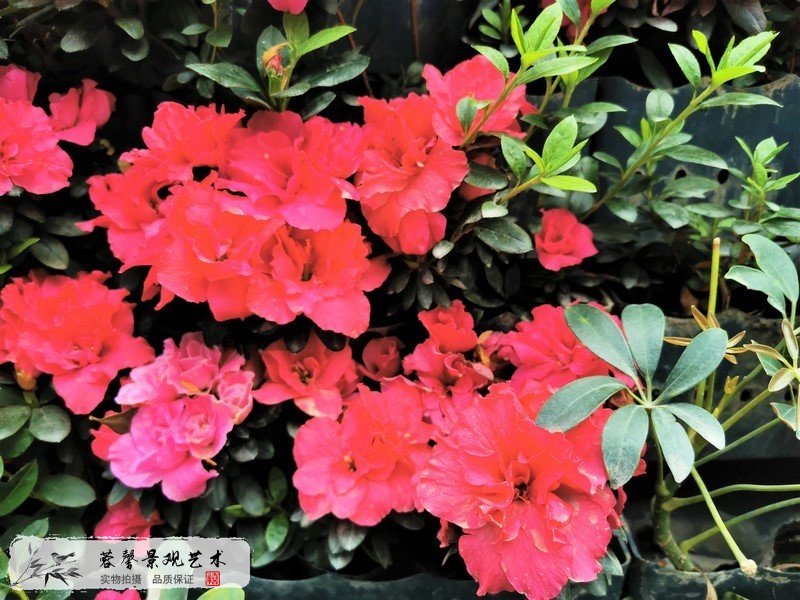 室外植物墙植物
