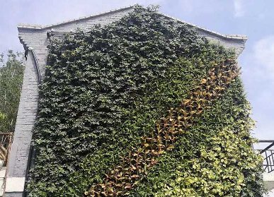 老式建筑物外墙植物墙