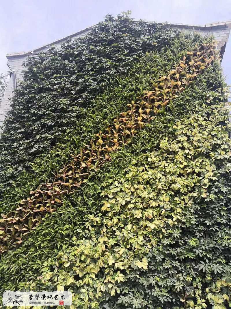 老式建筑物外墙植物墙