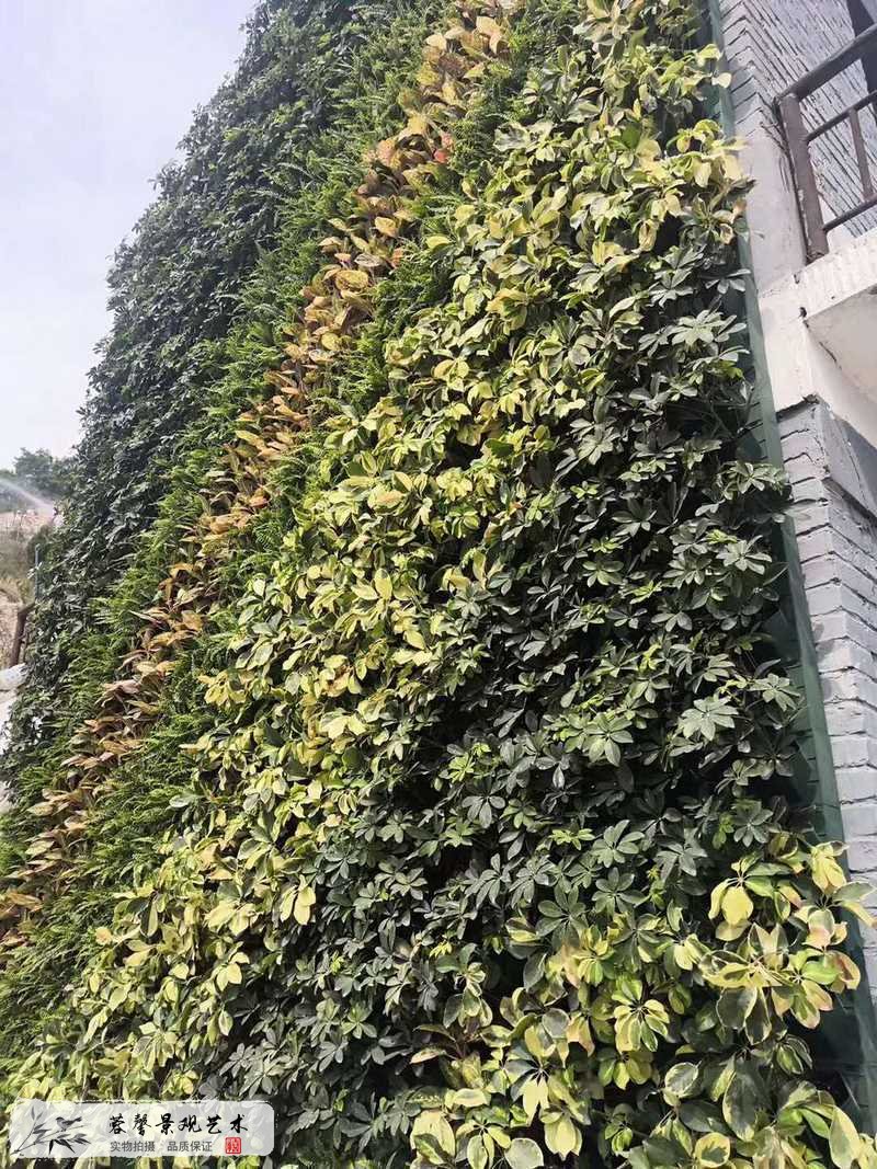 老式建筑物外墙植物墙