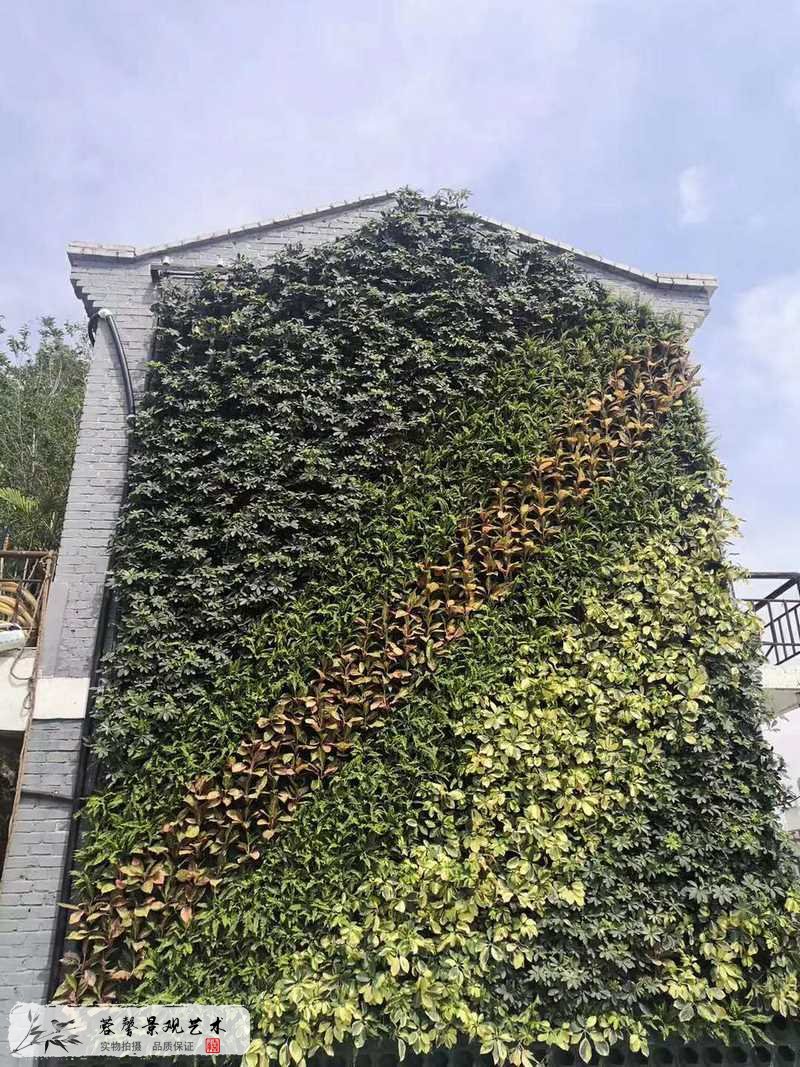 老式建筑物外墙植物墙