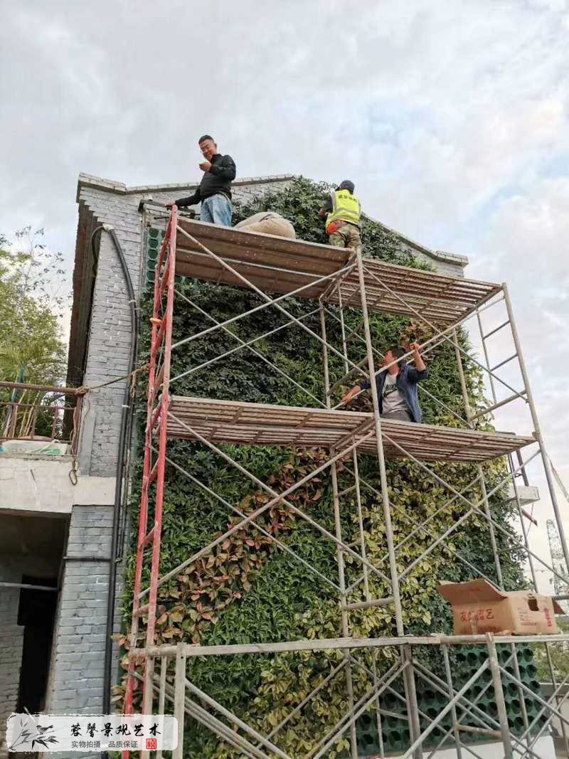 老式建筑物外墙植物墙