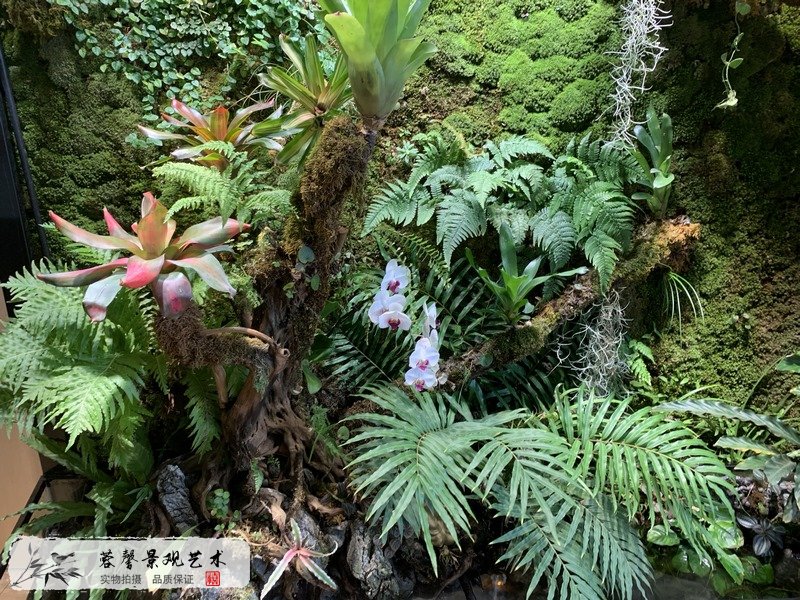生态雨林景观