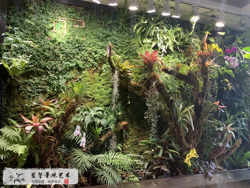 生态雨林景观