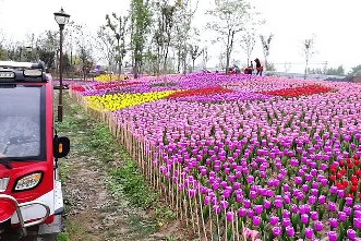 郁金香室外生态景观