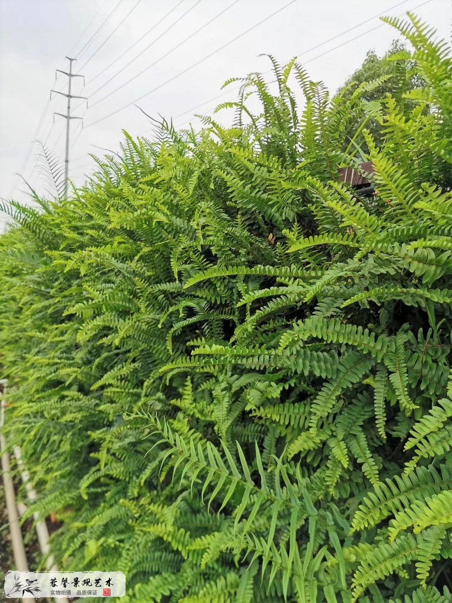 植物墙价值