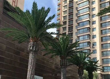 仿真树公司选择