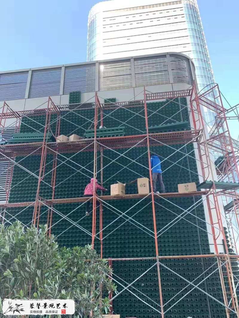 楼顶露台墙体植物墙