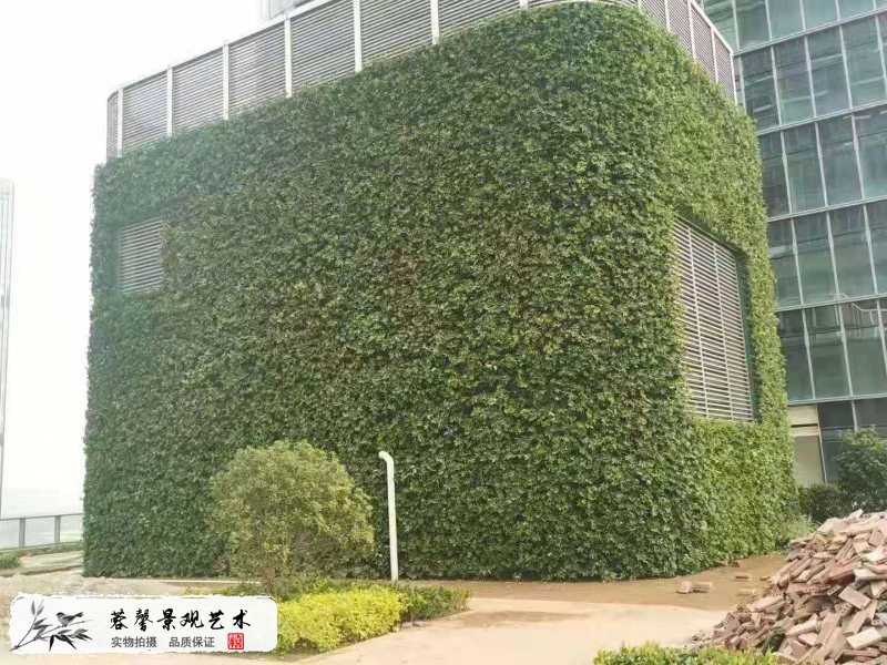 楼顶露台墙体植物墙